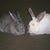 Chrissy Christian's profile image