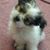 Karen Jue Iovino's profile image