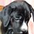 Laurie G Johnston's profile image