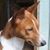 Dilys Blair-Bain's profile image