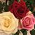 Denise Dowling Page's profile image