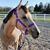 Nicole Huber Sommerfeldt's profile image