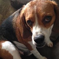 Debbie Bowen's profile image