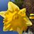 Carol Barnes's profile image