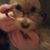 Debra Dessecker's profile image