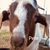 Liz Hren's profile image