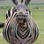 Sue Baran's profile image