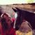 Lauren Standridge McNabb's profile image