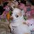 Mel Yantz's profile image