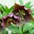 Carolyn Davis-Wilgus's profile image