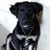 Joseph Bellavia's profile image