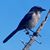 BahB Woolley's profile image