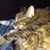 Phyllis Anderson's profile image