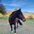 Regina Anderegg's profile image