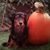 Lisa Jablunovsky's profile image