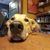 Bonz Lansing's profile image