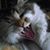 Patricia Kleponis-Santoni's profile image
