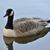 Chris Steinhaus's profile image