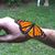 Vicki Ober Messier's profile image