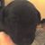 Cecile Chappell's profile image
