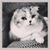 Patty Sweeney's profile image