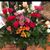 Susana Rosales's profile image