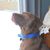 Louise Westervelt Young's profile image