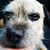 Stacey Gorman's profile image