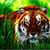 Tony Landis's profile image