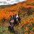 Sasha Rose Abelson's profile image