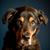 Stephanie Snyder Benouis's profile image