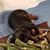 Charlene Duffie's profile image