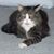 Carolyn Banta Shelton's profile image