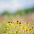 Michelle Stegall Cahal's profile image