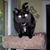 Heather Gotich's profile image