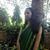 Akhila Rao's profile image