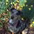 Allison Franklin Rainey's profile image