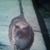 Kregg Kittelson's profile image
