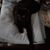 Carol Blasingame's profile image