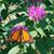 DeeDee Kotowski-Keacher's profile image