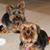 Lori Hillebrand's profile image