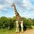 Michael Strachan's profile image