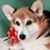 Kimberly D Kentopp's profile image