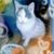 Steven Dorty's profile image