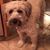 Bailey El Wheaten Terrier's profile image