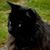 Kirsten Schmuck's profile image