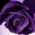 Kimberly Smith's profile image