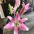 Deanna Jean Magnani Moriarty's profile image