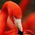 Paula Plapis's profile image