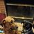 Pam Curtiss Stacey's profile image
